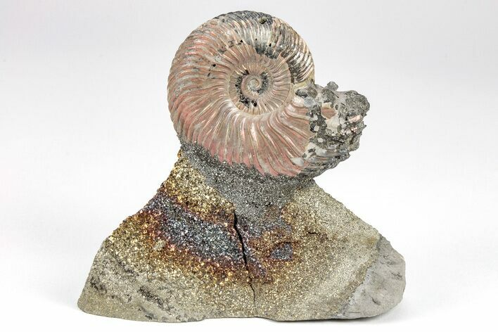 Iridescent, Pyritized Ammonite (Quenstedticeras) Fossil Display #209445
